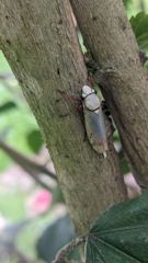 insect closeup