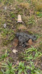 mossy ground vegetation