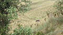 rural hillside field
