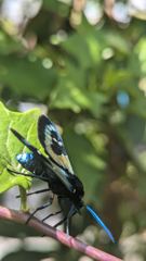 insect closeup