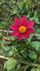 red wildflower