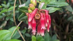 flowering plant