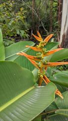 flower or plant closeup
