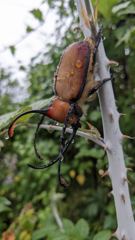insect closeup