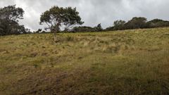 open grassy field with trees