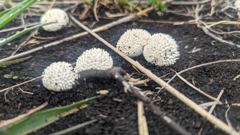 fungus or mushroom