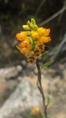 yellow flower cluster
