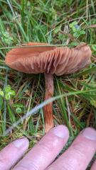 mushroom or fungus closeup