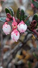 flowering plant