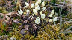 tiny highland flowers