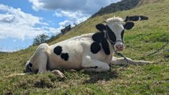 cow lying in pasture