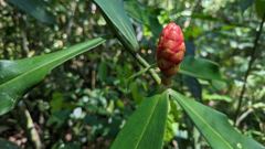 flower or plant closeup