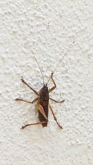 insect closeup