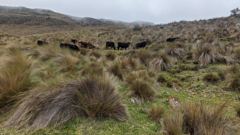 open highland grassland