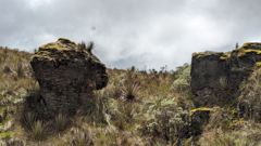 rock formations in grass