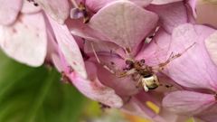 flower or plant closeup