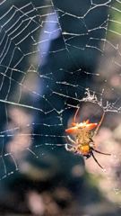 insect closeup