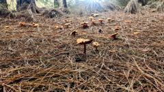 mushroom or fungus closeup