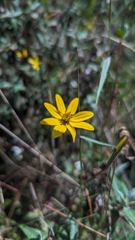 flowering plant