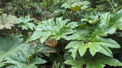 plant closeup