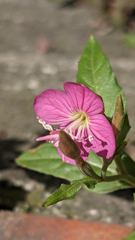 flower or plant closeup