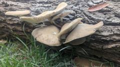 large mushrooms on log