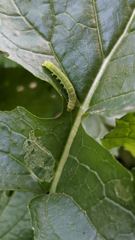 insect closeup