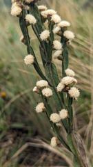 white seed heads