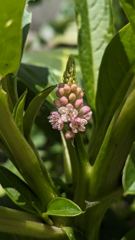 flower or plant closeup
