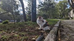 domestic animal