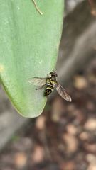 insect closeup