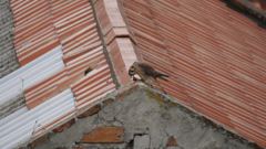 bird visible in scene