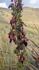 flower or plant closeup
