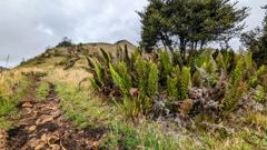 rocky trail