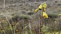 yellow flower stalk