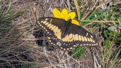 yellow and black butterfly on flower