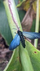 insect closeup