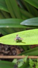 insect closeup