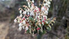 flowering plant