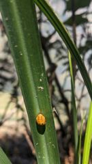 insect closeup