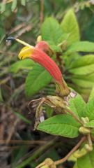 orange tubular flower