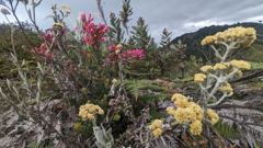 flowering plant