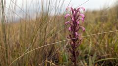 pink highland flower spike