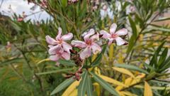 flower or plant closeup