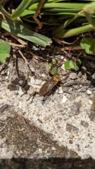 insect closeup