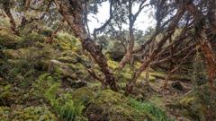 mossy forest