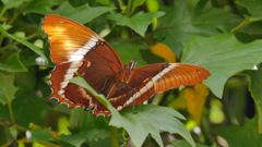 insect closeup
