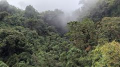 cloud forest valley