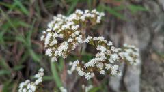 white flowering plant