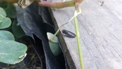 insect closeup